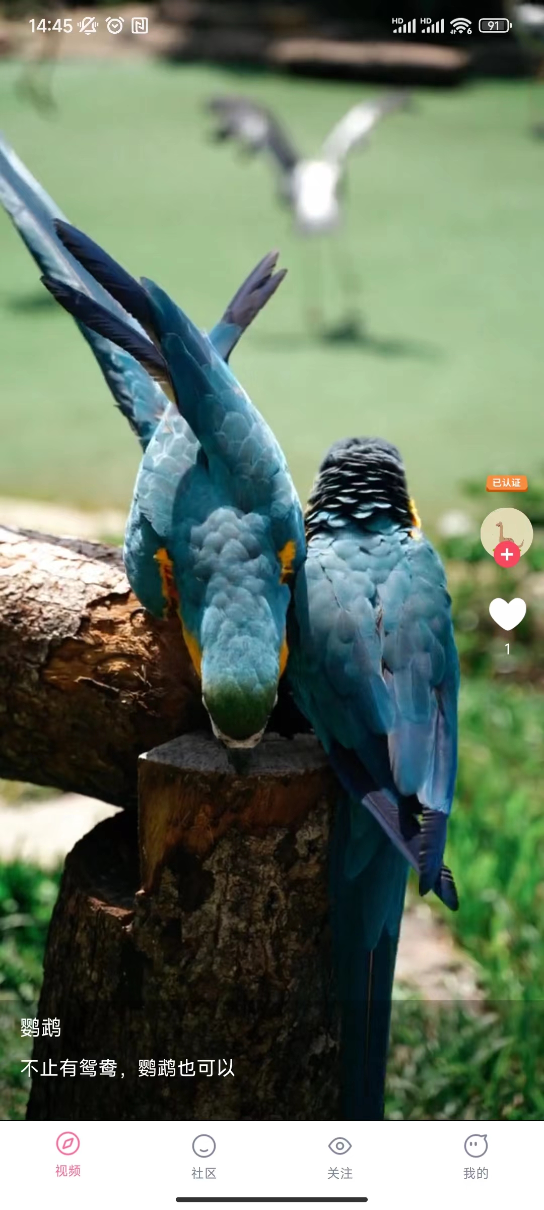 兰莓短视频-图3