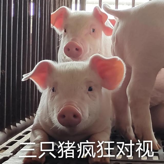 抖音四只猪疯狂对视表情包 抖音四只猪疯狂对视表情包