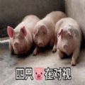 抖音四只猪疯狂对视表情包 抖音四只猪疯狂对视表情包