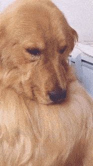 狗狗委屈表情包-图3