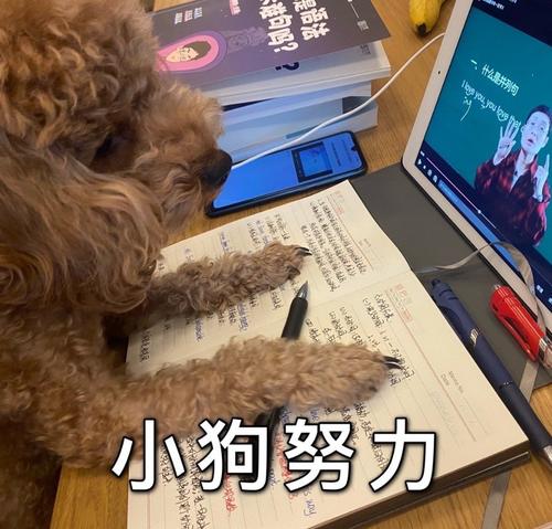 小狗努力表情包 小狗努力表情包