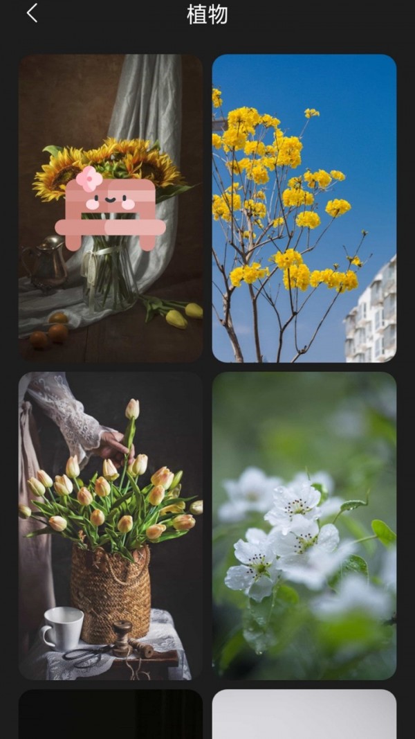 布丁壁纸 布丁壁纸