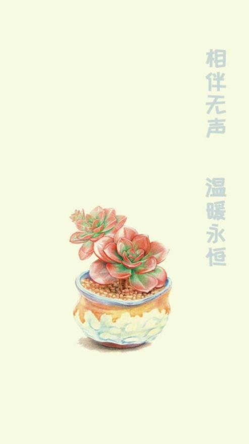 小墨多肉日记-图1