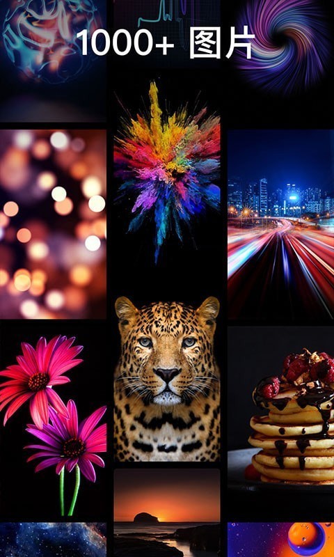 灵猫壁纸大全-图3