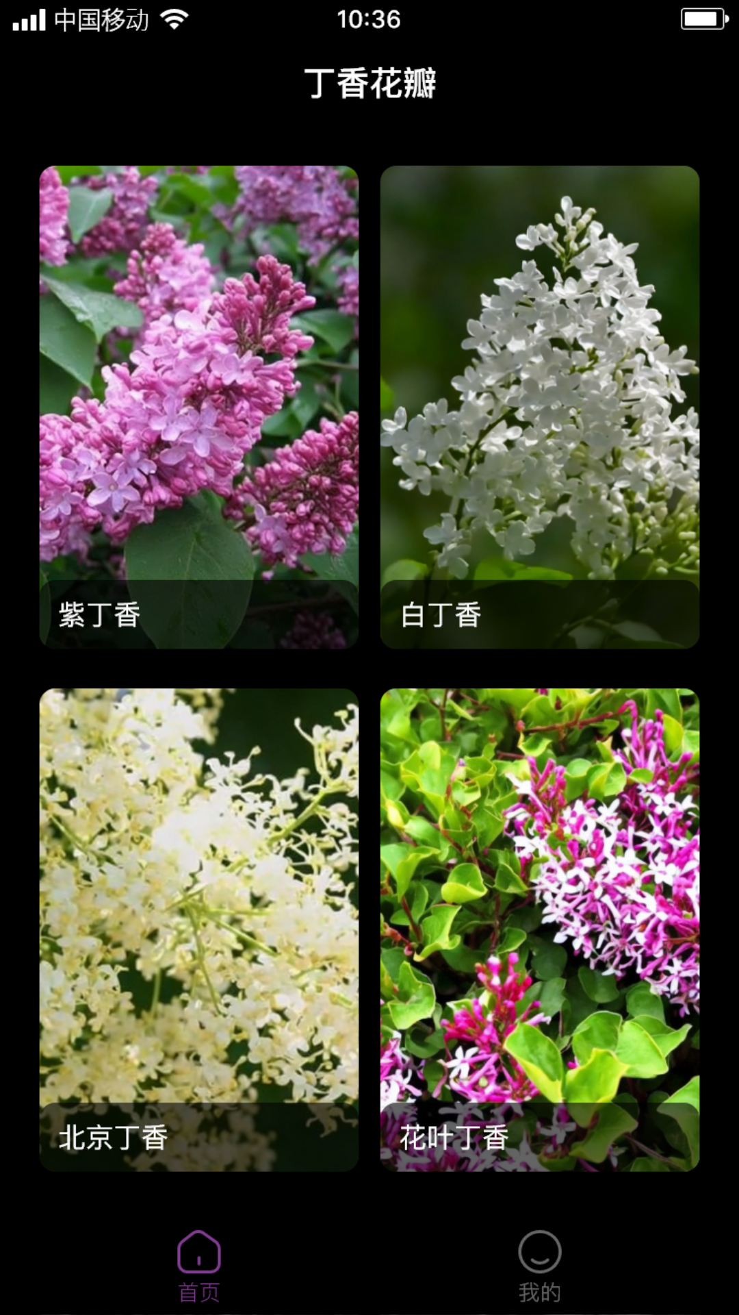 丁香花瓣.jpg 丁香花瓣.jpg