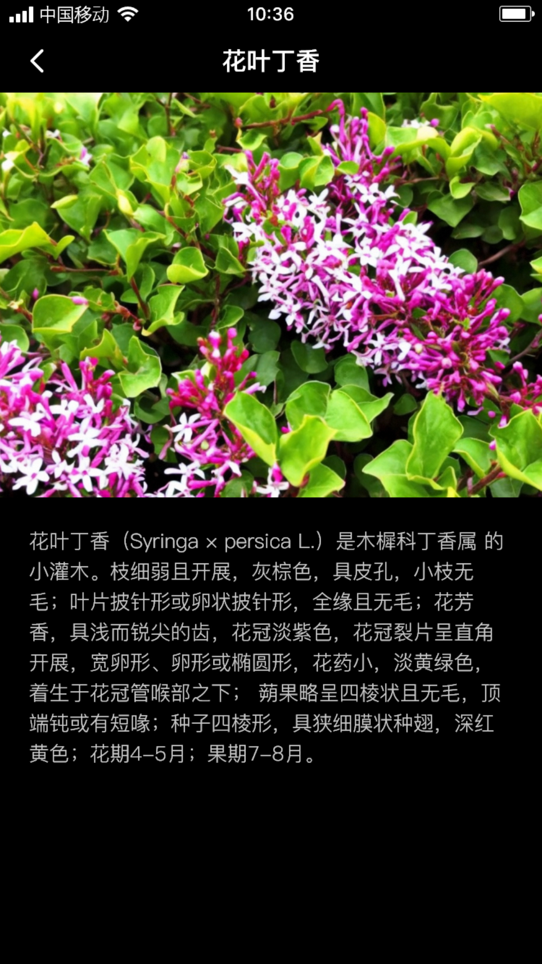丁香花瓣.jpg 丁香花瓣.jpg
